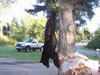 Bear in Tree